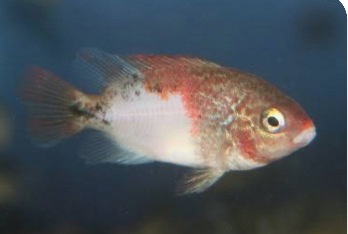 Fenestratus Cichlid (Vieja fenestrata) AMERICAN CICHLID Danaqua Live Fish & More