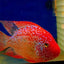 RED TEXAS CICHLID (HERICHTHYS CYANOGUTTATUS SP) AMERICAN CICHLID Danaqua Live Fish & More