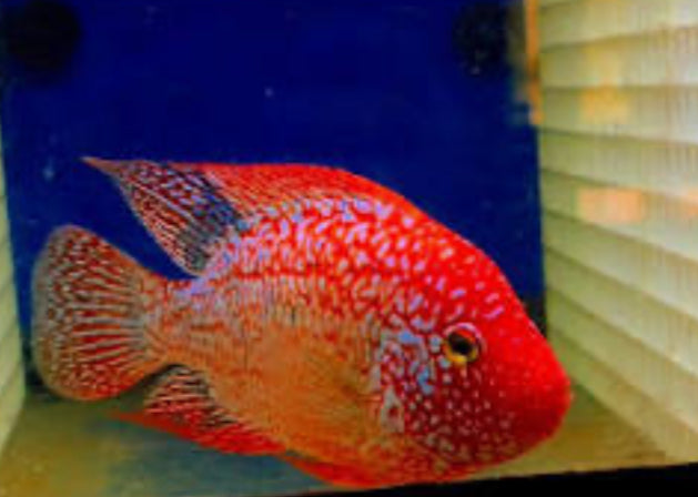 RED TEXAS CICHLID (HERICHTHYS CYANOGUTTATUS SP) AMERICAN CICHLID Danaqua Live Fish & More
