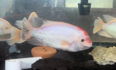 Fenestratus Cichlid (Vieja fenestrata) AMERICAN CICHLID Danaqua Live Fish & More