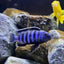 Chindongo saulosi Mbuna German Blood (Juveniles 2") Pack of 6 AFRICAN CICHLIDS Danaqua Live Fish & More