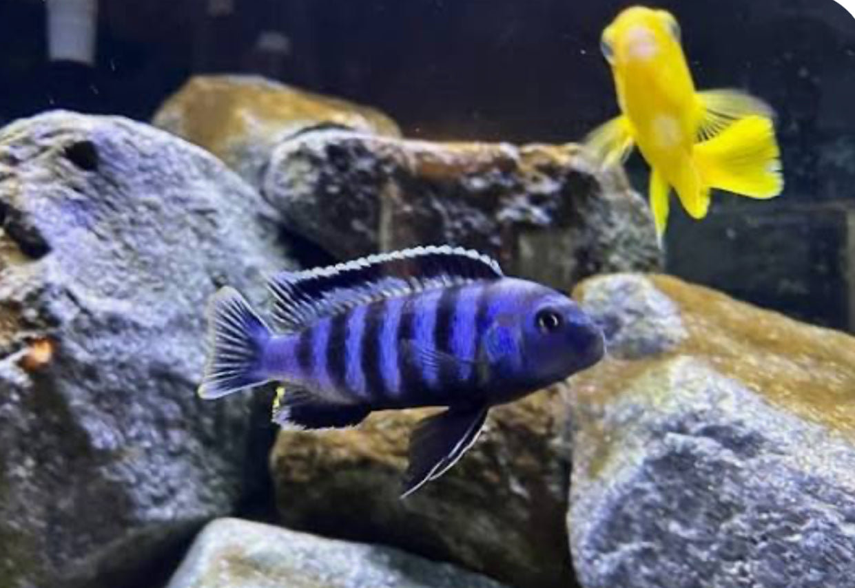 Chindongo saulosi Mbuna German Blood (Juveniles 2") Pack of 6 AFRICAN CICHLIDS Danaqua Live Fish & More