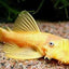 Bushynose Pleco (Bristlenose Plecostomus) PLECO Danaqua Live Fish & More