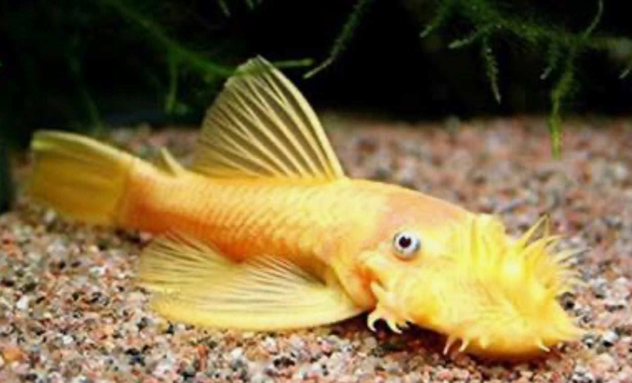 Bushynose Pleco (Bristlenose Plecostomus) PLECO Danaqua Live Fish & More
