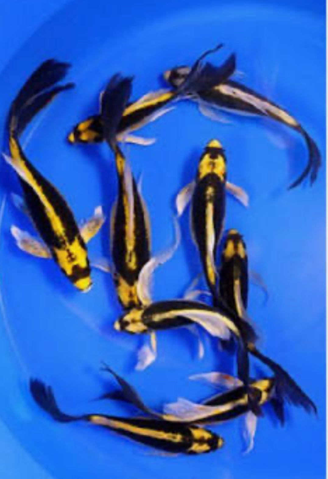 Mayan koi short body KOI Danaqua Live Fish & More
