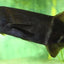Elephant Nose 3”-4” NIGERIAN Danaqua Live Fish & More