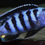 Chindongo saulosi Mbuna German Blood (Juveniles 2") 1 Fish AFRICAN CICHLIDS Danaqua Live Fish & More