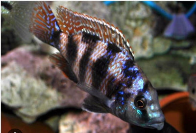 Placidochromis milomo VC-10 2" AFRICAN CICHLIDS Danaqua Live Fish & More