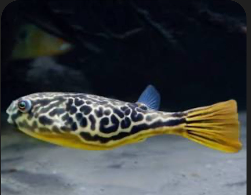 Mbu Puffer Fish (Tetraodon Mbu) MISCELLANEOUS Danaqua Live Fish & More