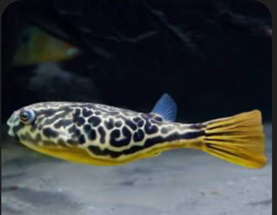 Mbu Puffer Fish (Tetraodon Mbu) MISCELLANEOUS Danaqua Live Fish & More