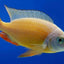 Taiwan Reef Cichlid (Protomelas sp. "Steveni Taiwan") AFRICAN CICHLIDS Danaqua Live Fish & More