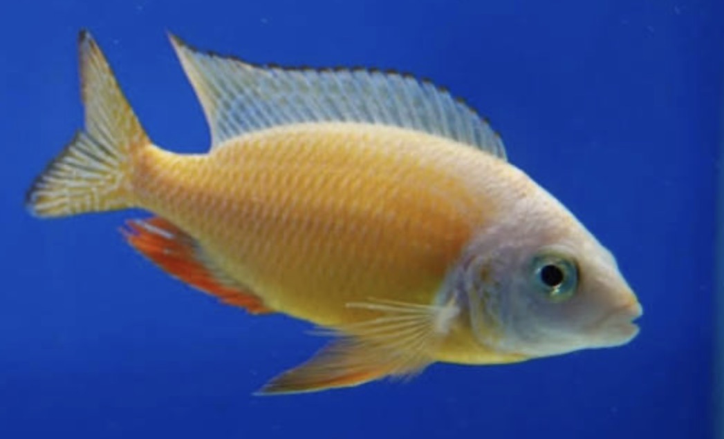 Taiwan Reef Cichlid (Protomelas sp. "Steveni Taiwan") AFRICAN CICHLIDS Danaqua Live Fish & More