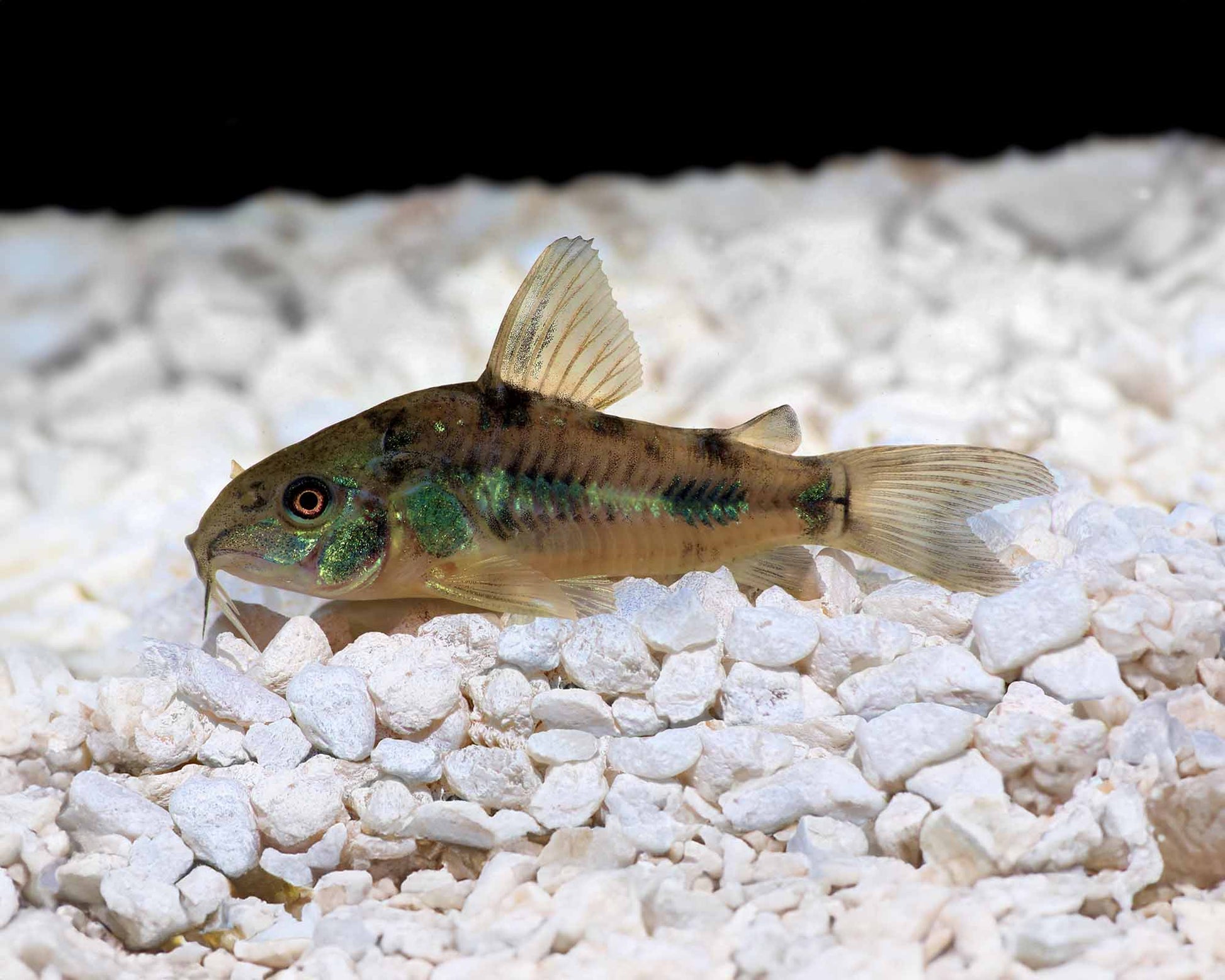 Peppered Corydoras (Corydoras paleatus) CORY Danaqua Live Fish & More