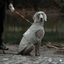 WildGuard Rain Coat Rain Coat The Wild Paw