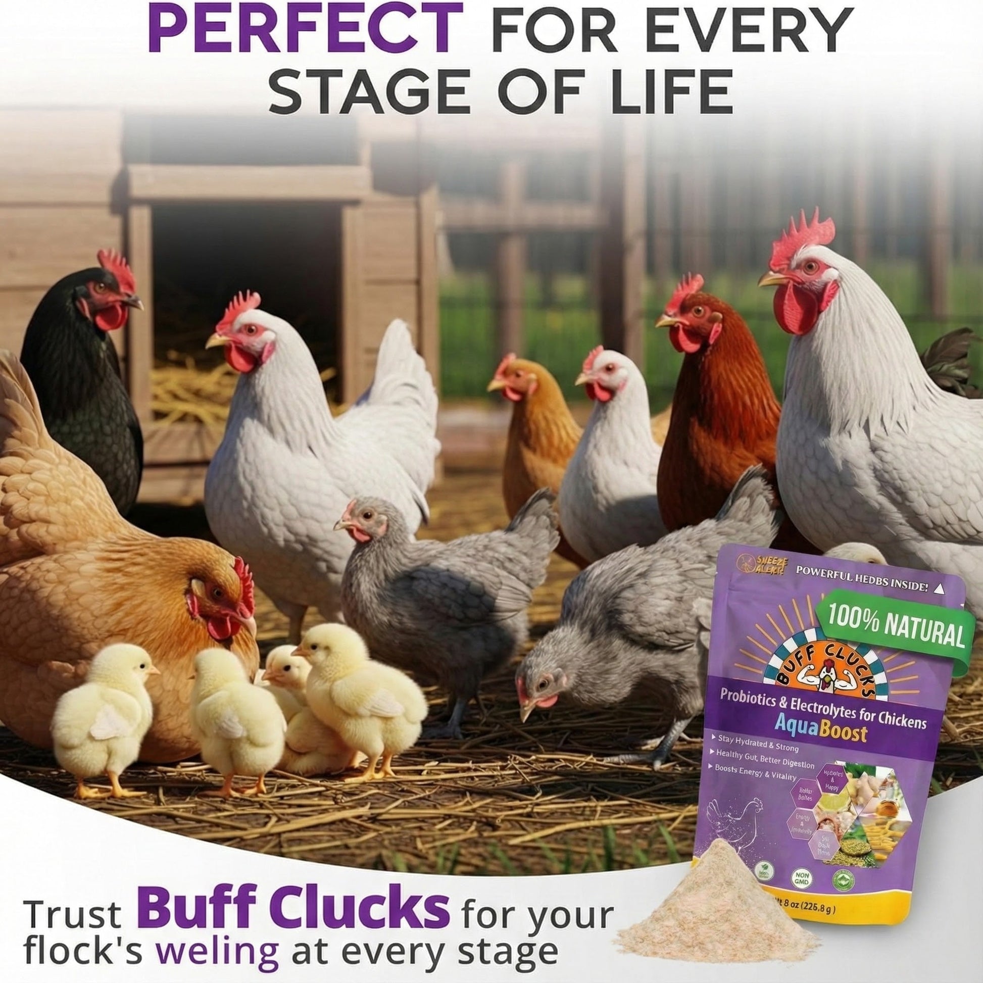 AquaBoost – Electrolytes and Probiotics for Backyard Chickens Buff Clucks