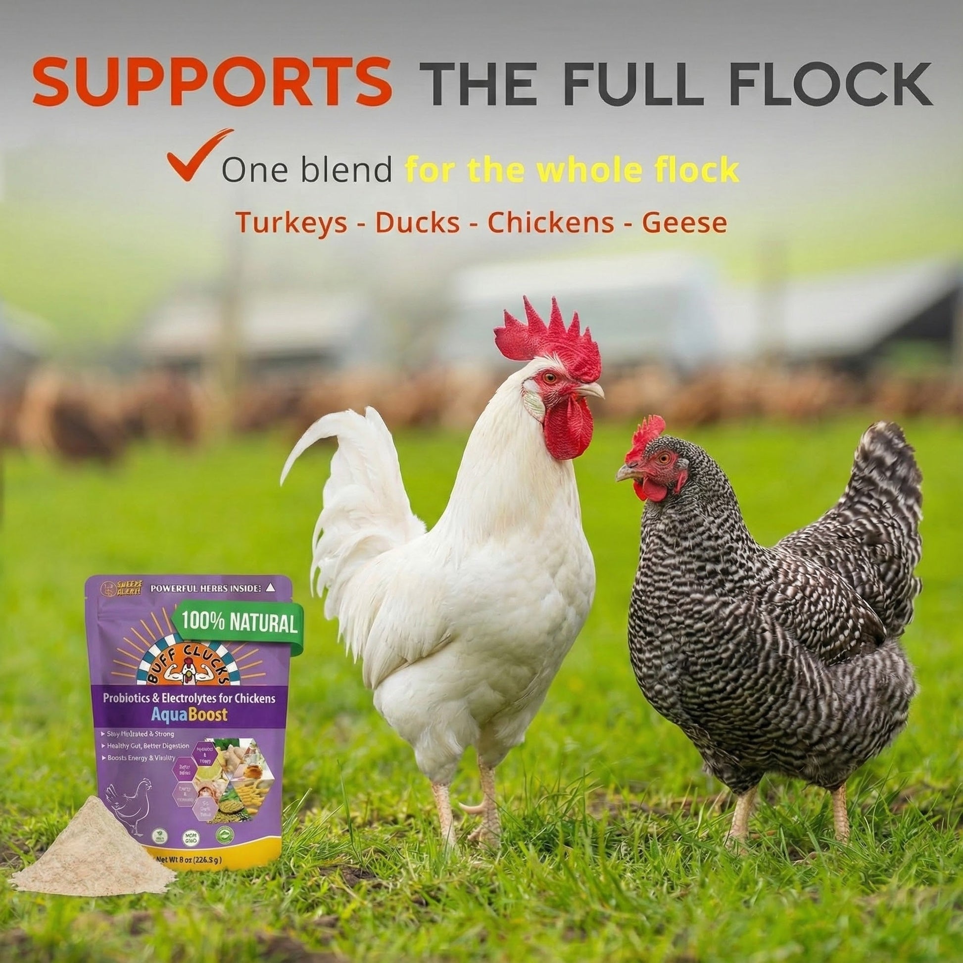 AquaBoost – Electrolytes and Probiotics for Backyard Chickens Buff Clucks
