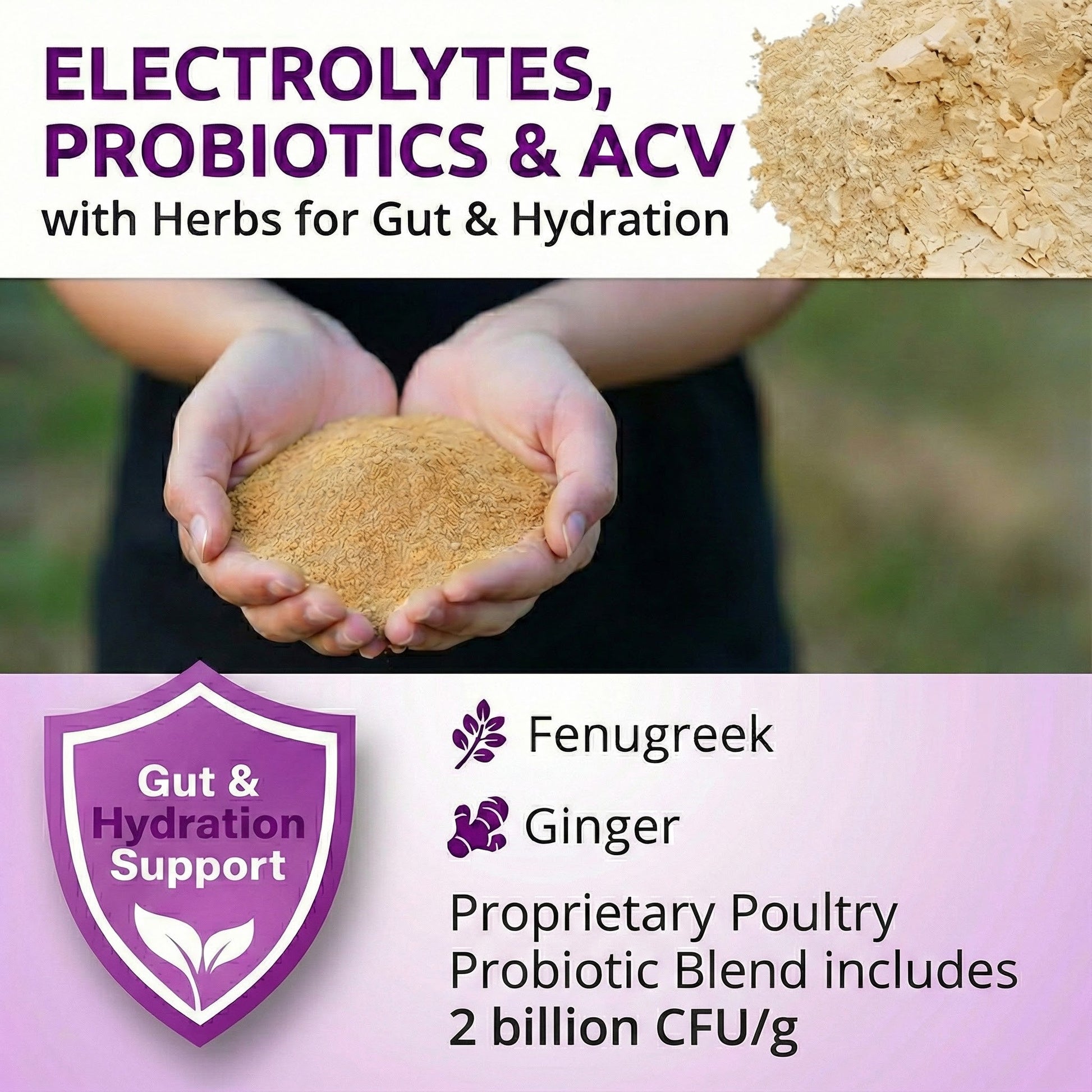 AquaBoost – Electrolytes and Probiotics for Backyard Chickens Buff Clucks
