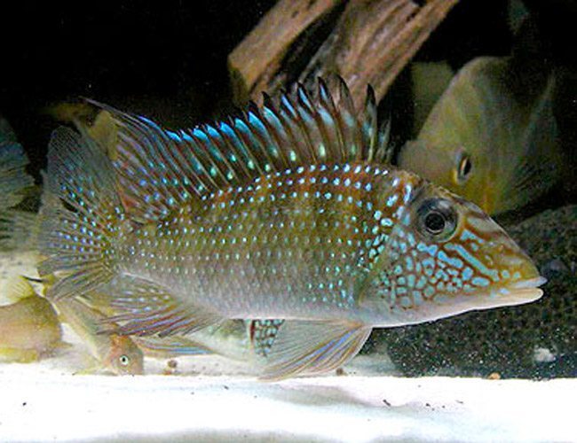 Jurupari Geophagus Satanoperca jurupari AMERICAN CICHLID Danaqua Live Fish & More