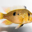 Pearl Eartheater (Geophagus brasiliensis) AMERICAN CICHLID Danaqua Live Fish & More