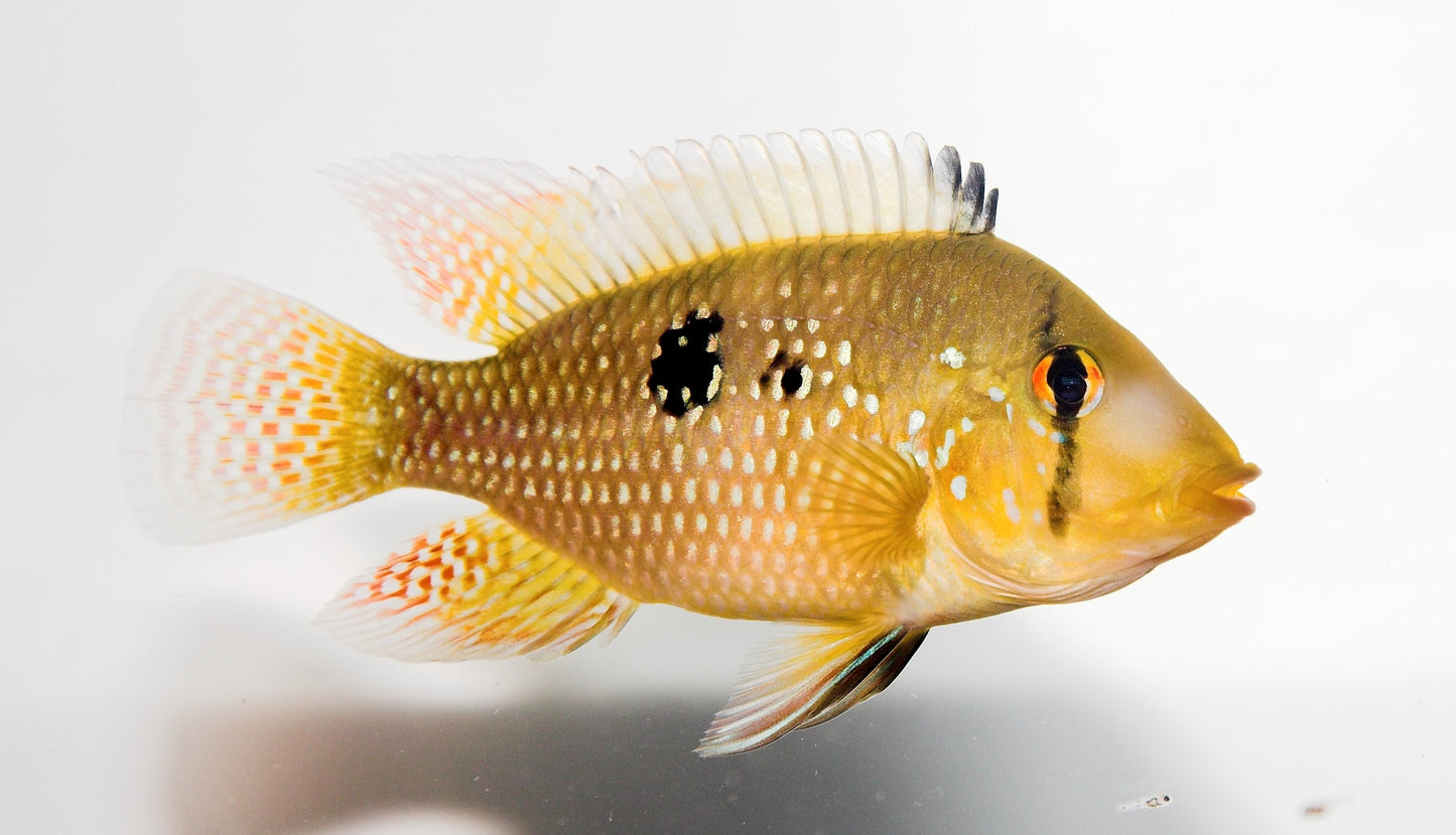 Pearl Eartheater (Geophagus brasiliensis) AMERICAN CICHLID Danaqua Live Fish & More