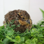 Georgia Giant Quail Hatching Eggs Quail Eggs Buddys Hatchery