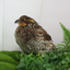 Georgia Giant Quail Hatching Eggs 24 Quail Eggs Buddys Hatchery