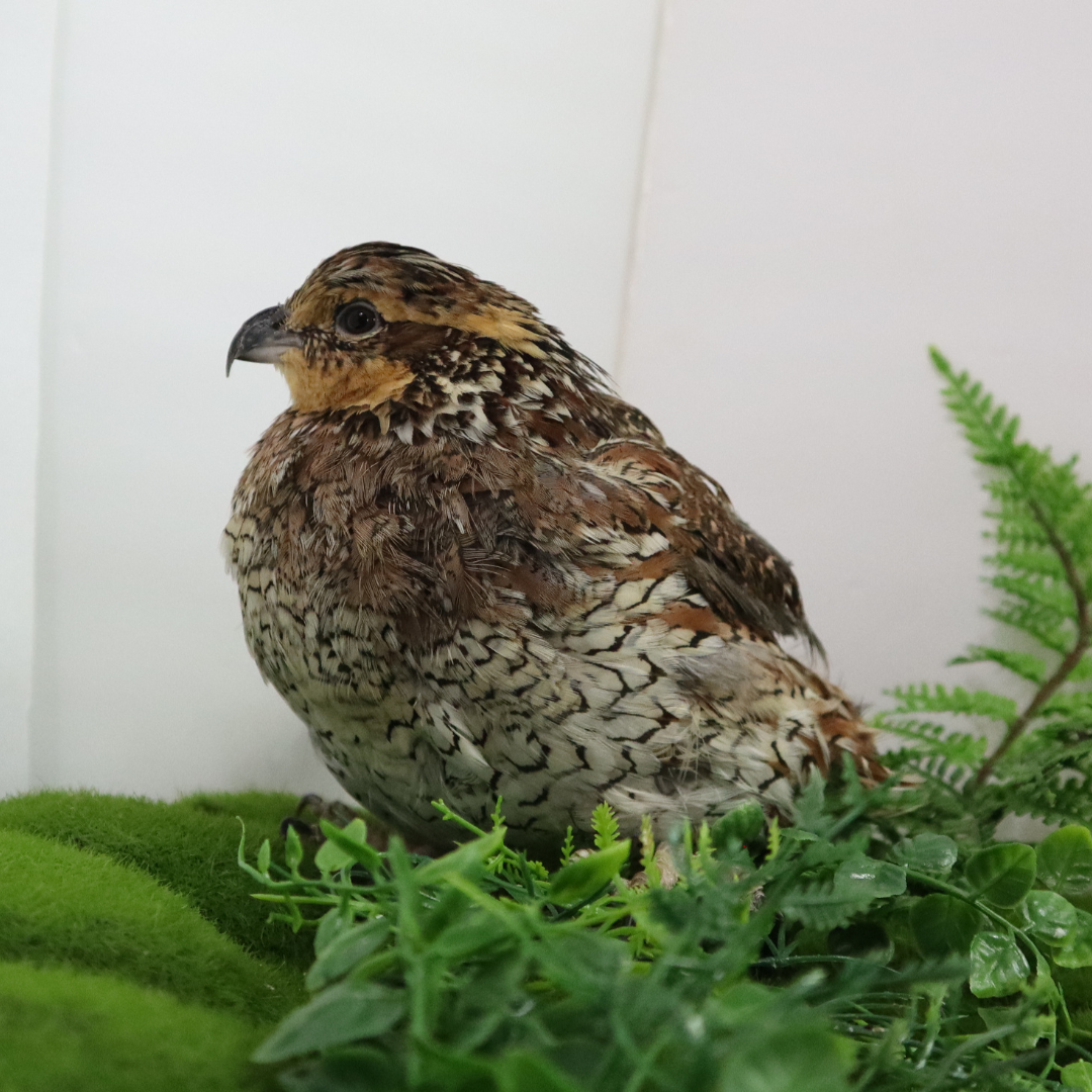 Georgia Giant Quail Hatching Eggs 24 Quail Eggs Buddys Hatchery