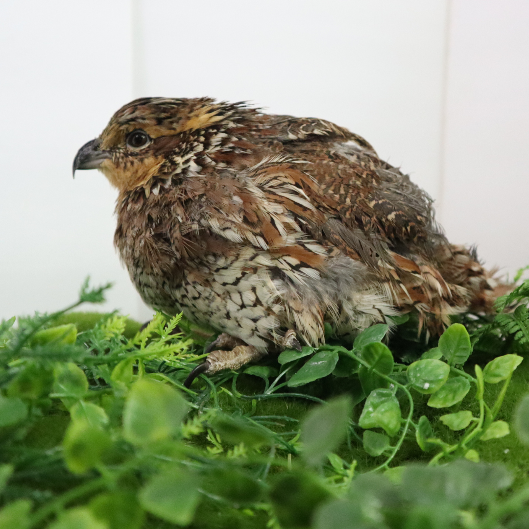 Georgia Giant Quail Hatching Eggs 12 Quail Eggs Buddys Hatchery