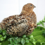 Fertile Quail Eggs – Choose Your Variety German Chocolate Pansy Fertile Quail Eggs Buddys Hatchery