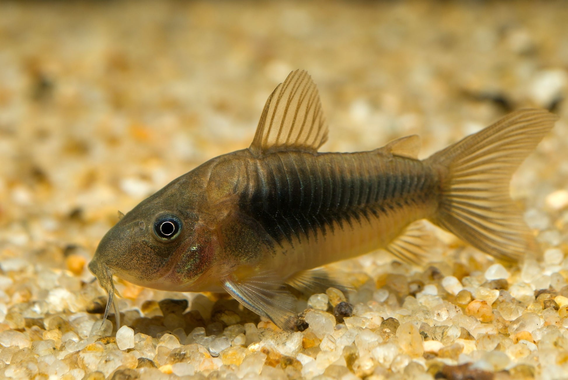 Aeneus Green Corydoras CORY Danaqua Live Fish & More