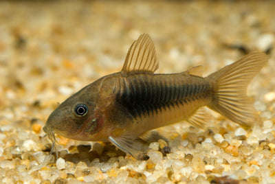 Aeneus Green Corydoras CORY Danaqua Live Fish & More