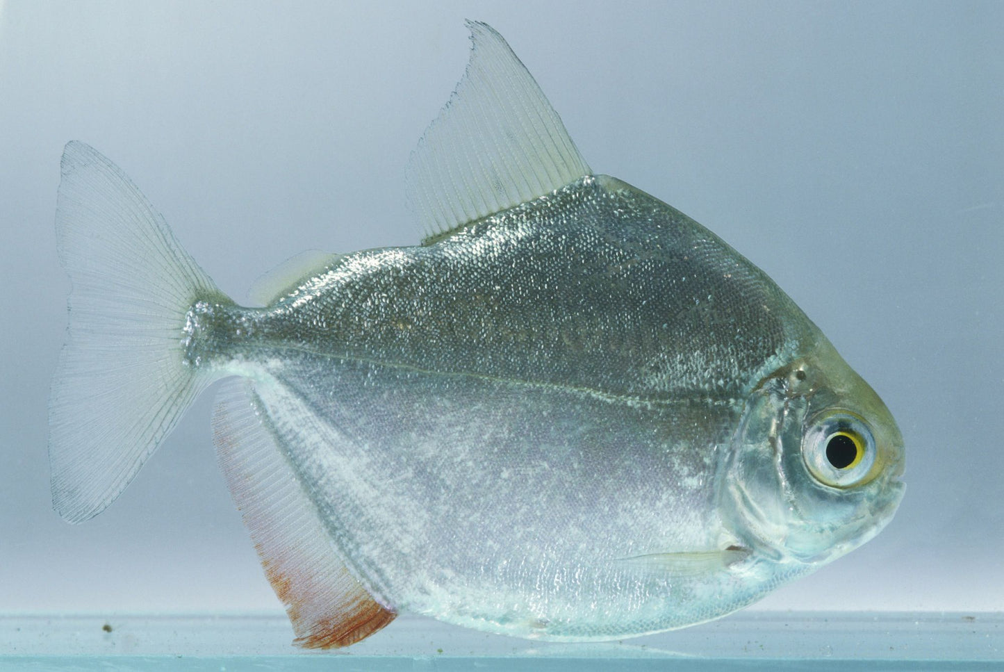 Silver Dollar AMERICAN CICHLID Danaqua Live Fish & More