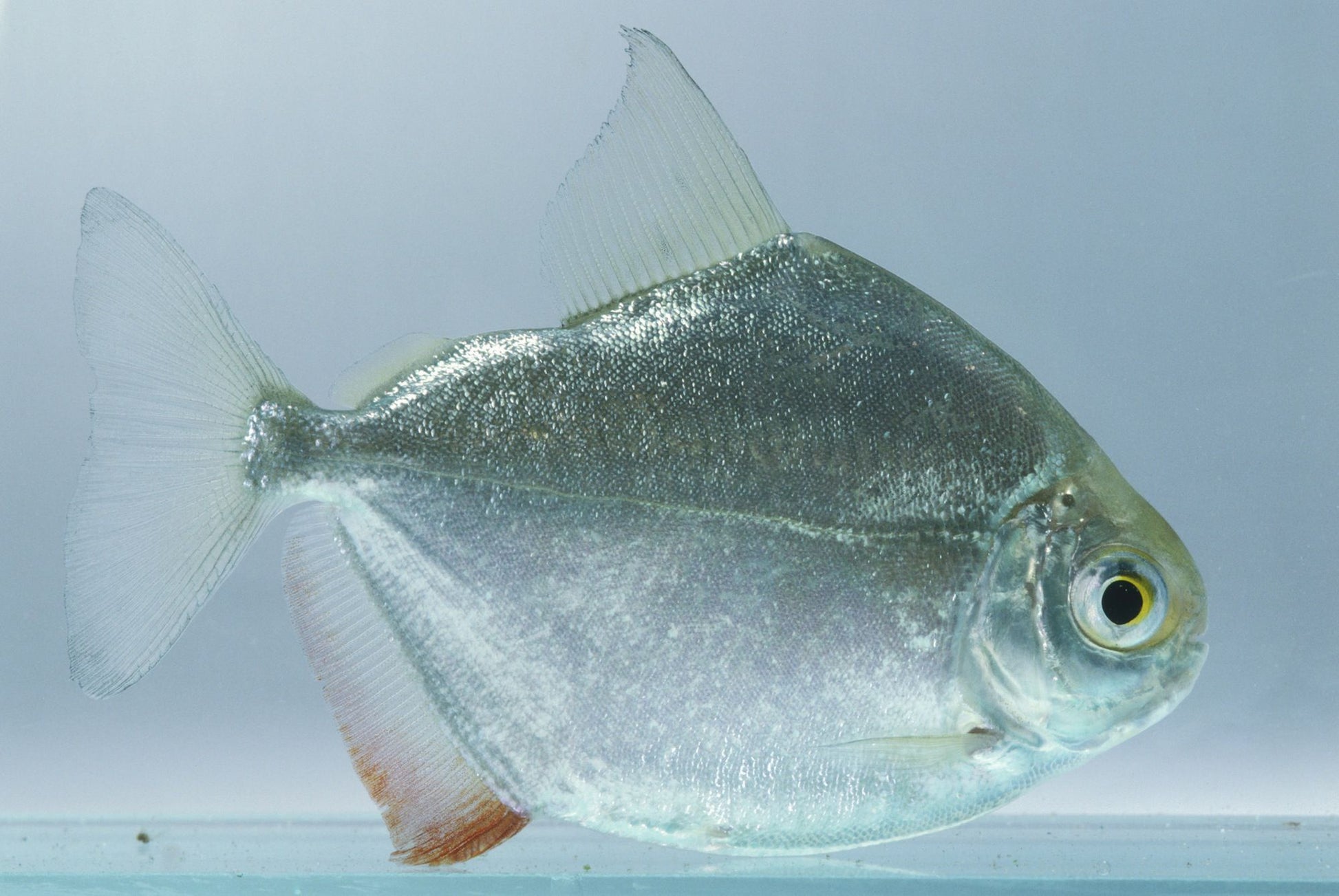 Silver Dollar AMERICAN CICHLID Danaqua Live Fish & More