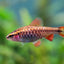 Cherry barbs BARB Danaqua Live Fish & More