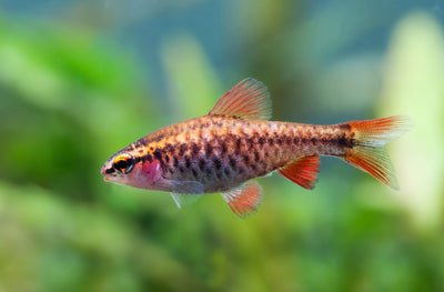 Cherry barbs BARB Danaqua Live Fish & More