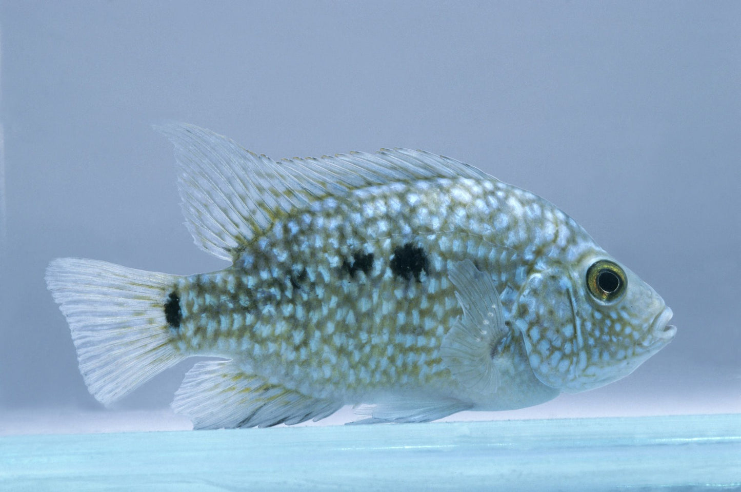 Green Texas Cichlids AMERICAN CICHLID Danaqua Live Fish & More