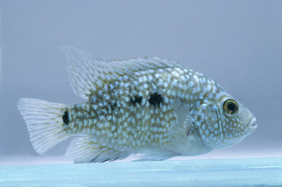 Green Texas Cichlids AMERICAN CICHLID Danaqua Live Fish & More