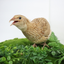 Fertile Quail Eggs – Choose Your Variety Ginger Fertile Quail Eggs Buddys Hatchery