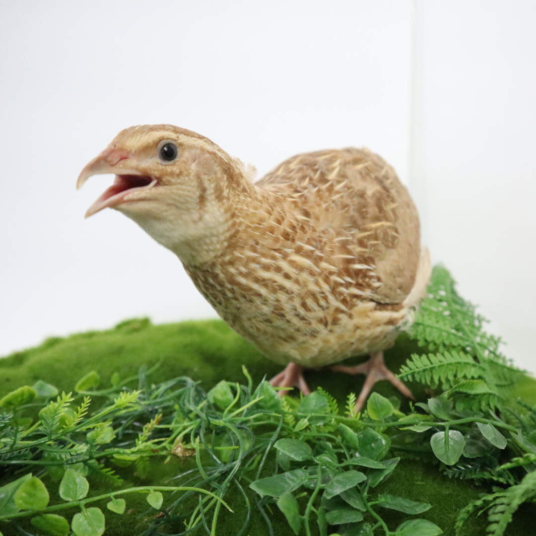Fertile Quail Eggs – Choose Your Variety Ginger Fertile Quail Eggs Buddys Hatchery