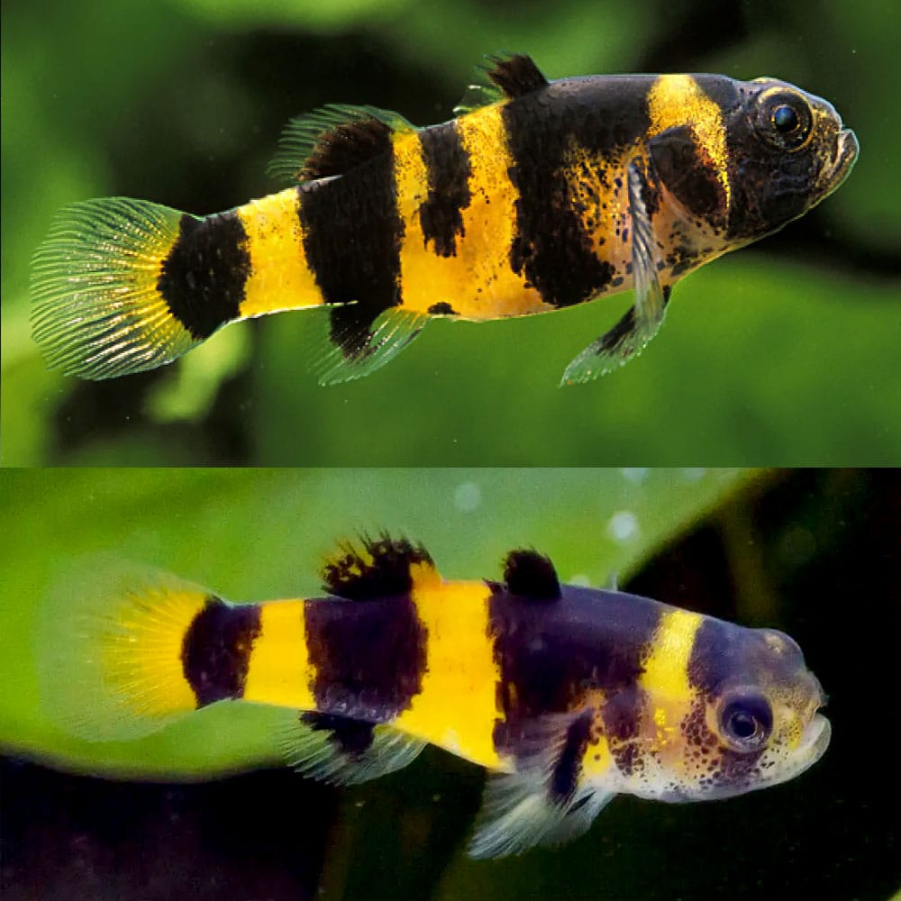 Bumble Bee Goby MISCELLANEOUS Danaqua Live Fish & More