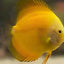 Golden Discus (Yellow Marlboro) DISCUS Danaqua Live Fish & More
