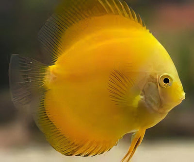 Golden Discus (Yellow Marlboro) DISCUS Danaqua Live Fish & More