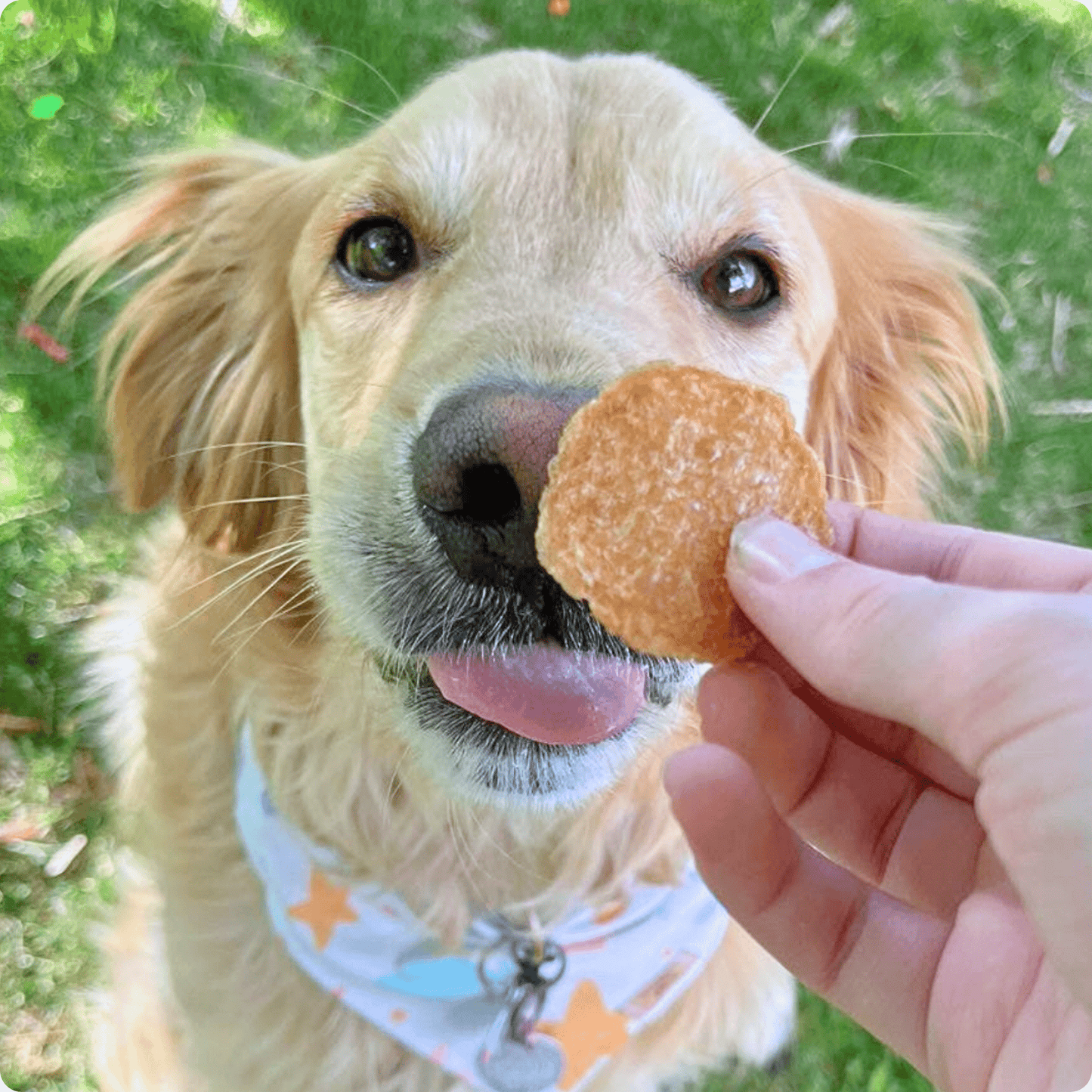 Chicken Chips for Dogs | All-Natural Single-Ingredient Dog Treats Chip Farm To Pet