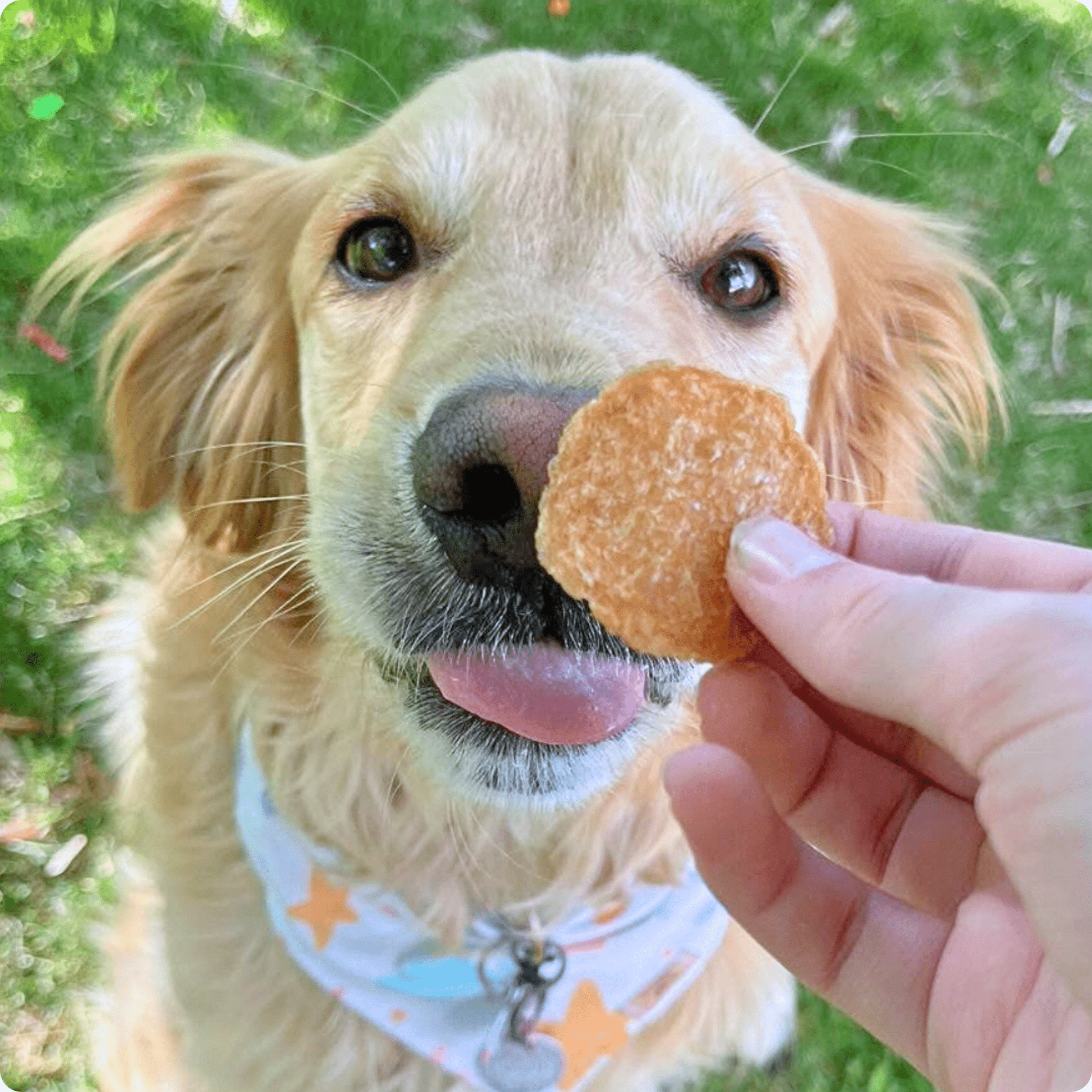 Chicken Chips for Dogs | All-Natural Single-Ingredient Dog Treats Chip Farm To Pet
