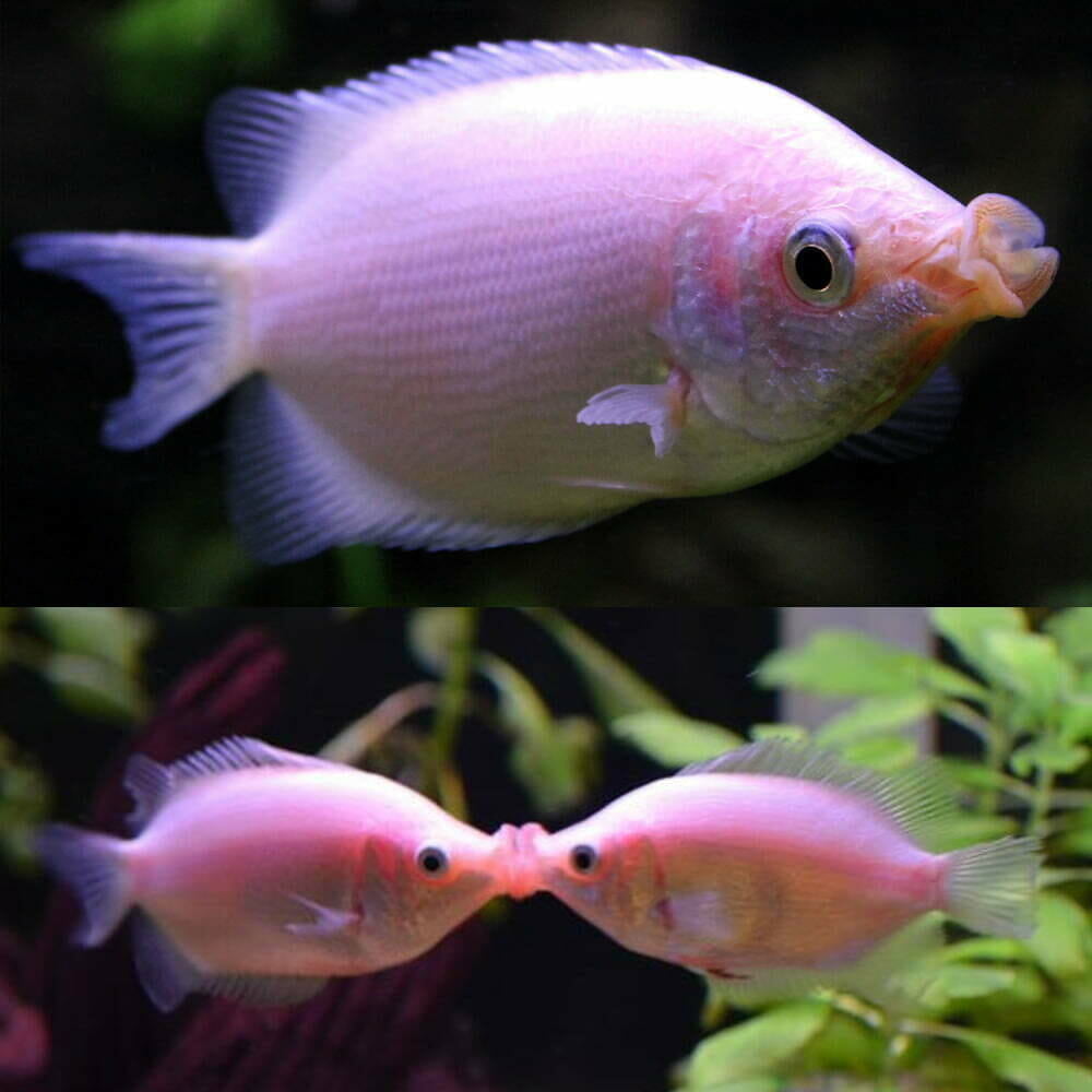 pink kissing gourami (Helostoma temminckii) GOURAMI Danaqua Live Fish & More