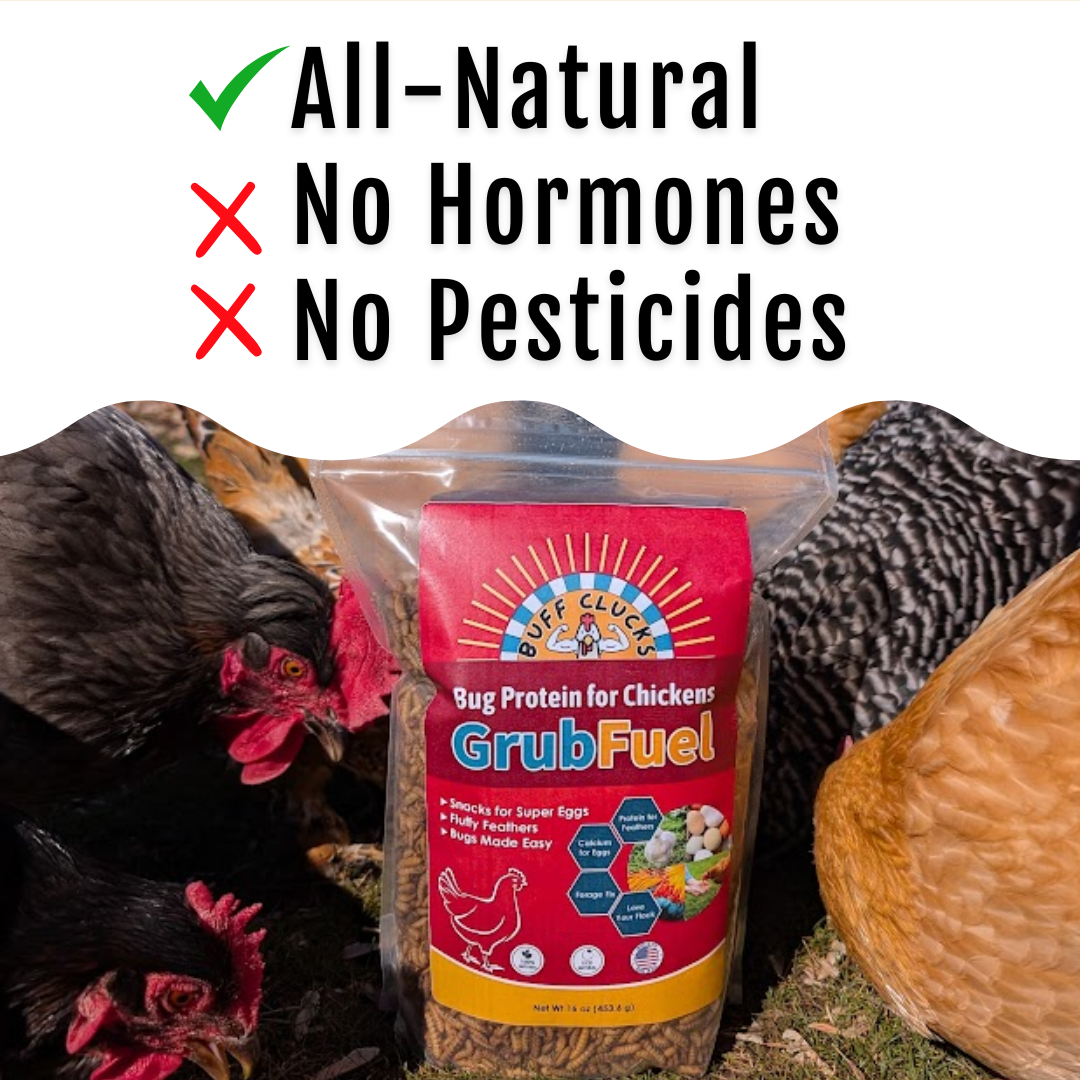 GrubFuel - Black Soldier Fly Larvae for chickens Buff Clucks