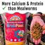 GrubFuel - Black Soldier Fly Larvae for chickens Buff Clucks