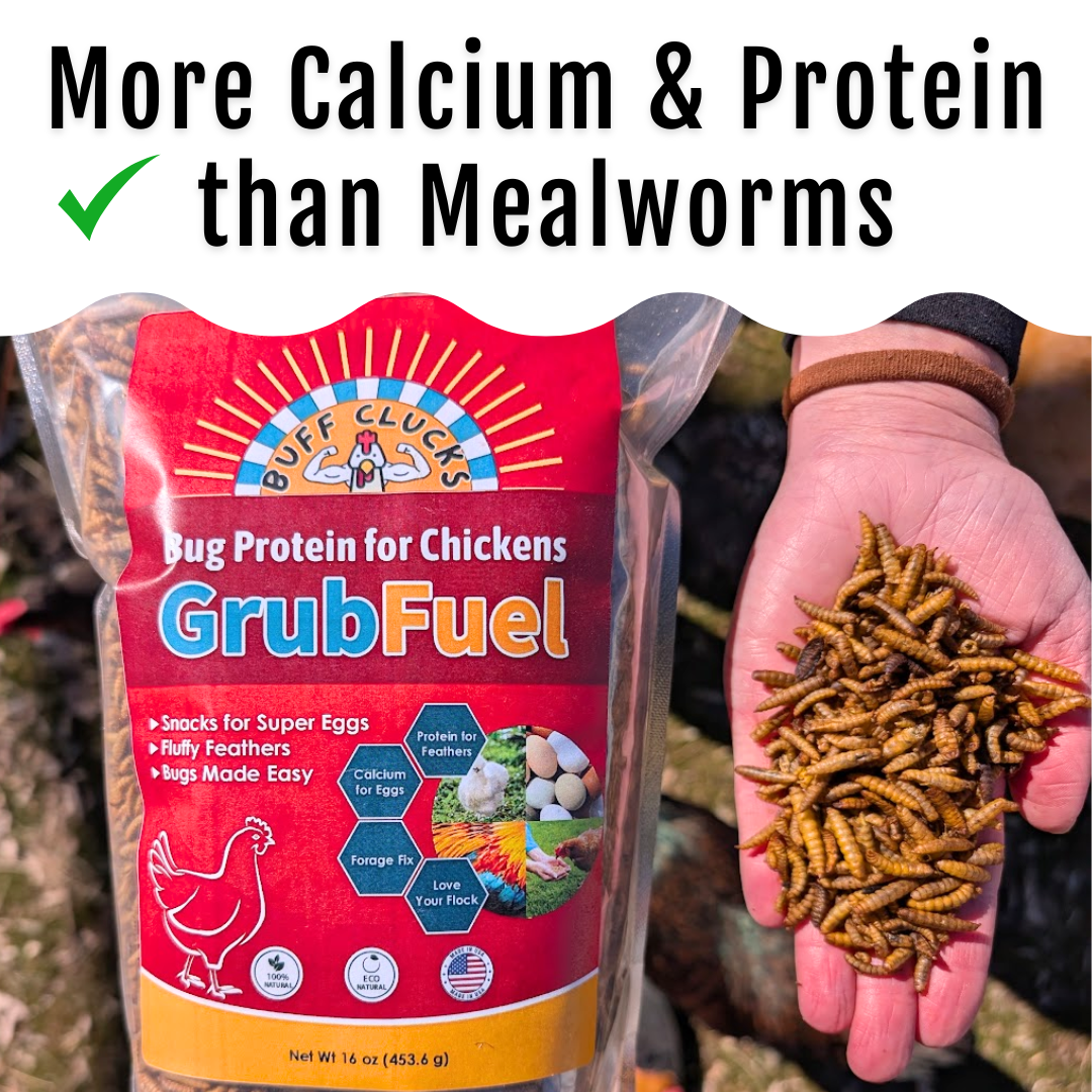 GrubFuel - Black Soldier Fly Larvae for chickens Buff Clucks