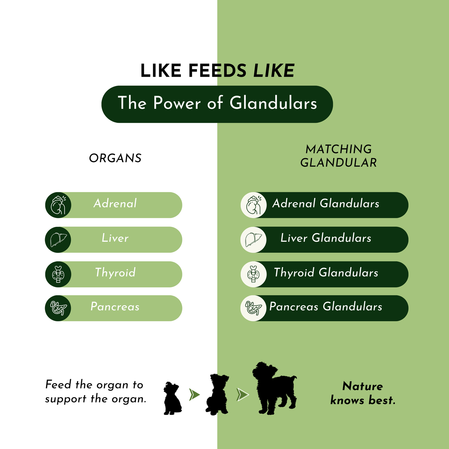 Holistic Total Body Support — Daily Multivitamin & Pasture-Raised Glandular Blend for Dogs & Cats Vitamins & Supplements Dr. Ruth Roberts