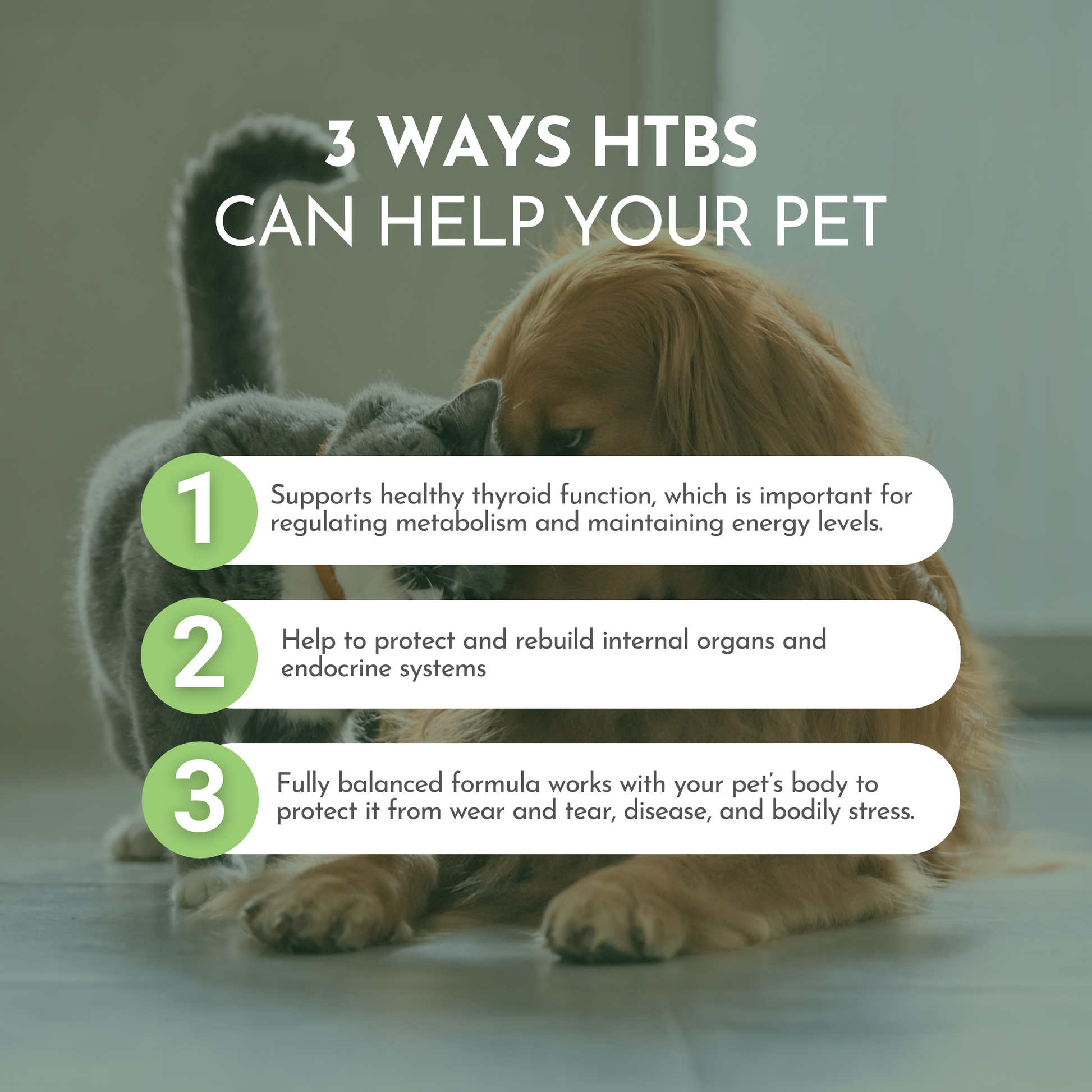 Holistic Total Body Support — Daily Multivitamin & Pasture-Raised Glandular Blend for Dogs & Cats Vitamins & Supplements Dr. Ruth Roberts